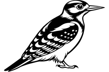 Woodpecker bird silhouette  vector art illustration
