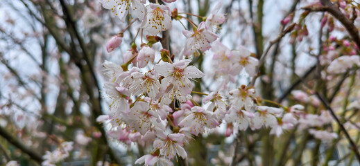 Blooming white bird cherry close-up, blooming flowers of bird cherry on a blurred natural background	