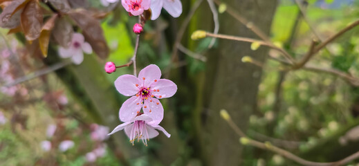 Blooming white bird cherry close-up, blooming flowers of bird cherry on a blurred natural background	