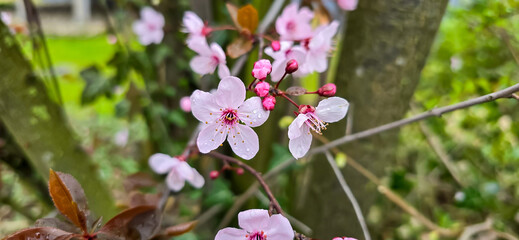 Blooming white bird cherry close-up, blooming flowers of bird cherry on a blurred natural background	