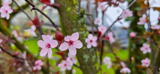 Blooming white bird cherry close-up, blooming flowers of bird cherry on a blurred natural background	