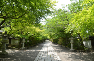 新緑の石山寺　参道　滋賀県大津市
