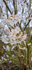 Blooming white bird cherry close-up, blooming flowers of bird cherry on a blurred natural background	