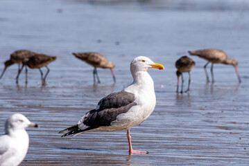 Fototapeta na wymiar A Western gull on the sandy shore.