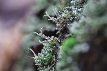 Cladonia fimbriata on a stump in the forest.