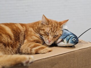 Un chat dormant sur un carton avec la tête sur son jouet en forme de poisson - 765231860