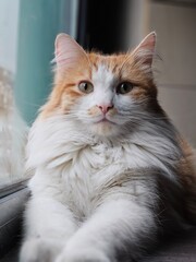 Un adorable chat blanc et roux à longs poils - 765231861
