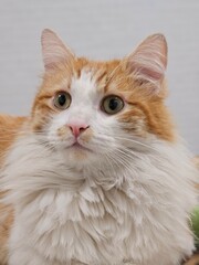 Un adorable chat blanc et roux à longs poils - 765231865