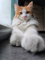 Un adorable chat blanc et roux à longs poils