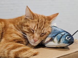 Un chat dormant sur un carton avec la tête sur son jouet en forme de poisson - 765231871