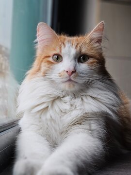 Un adorable chat blanc et roux &agrave; longs poils
