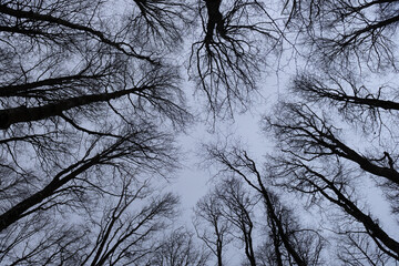 Vista dal basso degli alberi con i rami che si intravedono contro il cielo