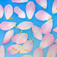 Pink tulip flower petal abstract design on gradient blue white background. Natural nature floral pattern for Springtime.