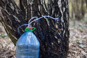 Birch sap. Production of birch sap in a large bottle