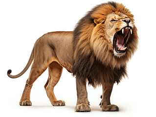 A majestic lion roaring isolated on white background cutout сreated with Generative Ai