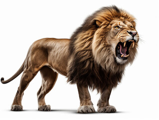Obraz premium A majestic lion roaring isolated on white background cutout сreated with Generative Ai