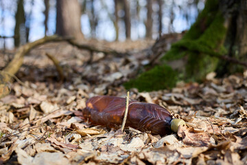 An empty dirty plastic bottle lies on dry leaves in the forest. The ecological problem is a forest...