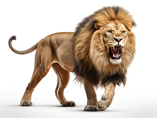 A majestic lion roaring isolated on white background cutout сreated with Generative Ai