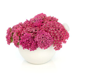 Achillea yarrow herb flower herbal medicine in a porcelain mortar with pestle. Treats hemorrhoids, wounds, bloating, flatulence. Used in food decoration and seasoning. On white background.