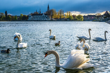 Schwäne schwimmen an einem sonnigen Frühlingstag entlang Uferpromenade mit dem Steigenberger...