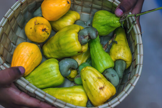 Group of fresh yellow cashew apples on a basket.
