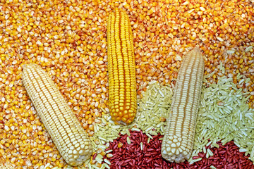 Raw organic maize corn clips and seeds on market stall - 765234496
