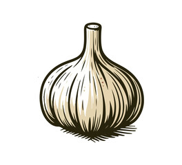  garlic hand drawn vector illustration