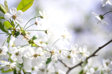 cherry blossom in spring time, shallow depth of field.