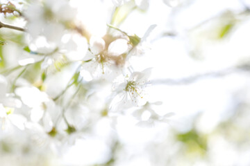 cherry blossom in spring time, shallow depth of field.