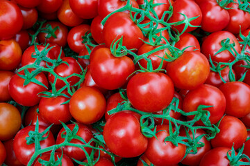 Red ripe tomatoes on branches, lot bright fresh tomato vegetables on  farmer's market counter