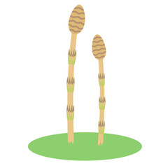 つくしのイラスト