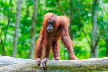 orangutans or pongo pygmaeus is the only asian great found on the island of Borneo and Sumatra