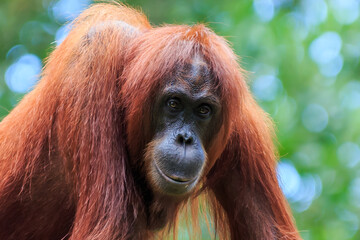 orangutans or pongo pygmaeus is the only asian great found on the island of Borneo and Sumatra
