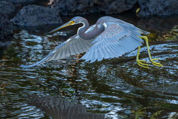 Tricolored Heron