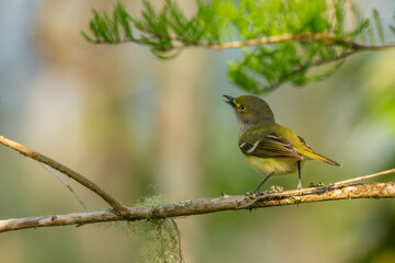 White-eyed Vireo