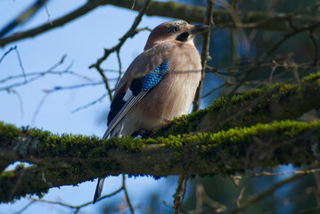 Eurasian Jay (Garrulus glandarius) perched on a tree branch in Zurich, Switzerland