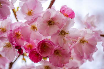 Naklejka na ściany i meble pink cherry blossom