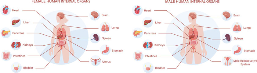 A Comprehensive Visual Guide to Female and Male Human Internal Organs, Illustrating the Anatomy and Positioning of Vital Body Systems for Educational Purposes.