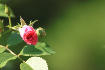 Pączek roży