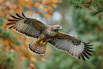 Obraz premium Autumn portrait of a strong bird near the floor. Common buzzard Buteo
