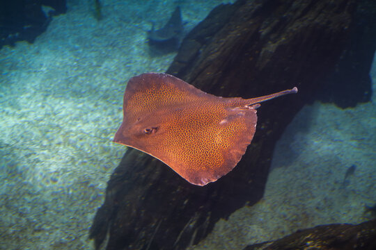 Honeycomb whipray or leopard whiprayHimantura Undulata stingray underwater