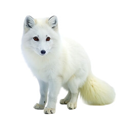 Obraz premium White fox on a transparent background. Isolated on a transparent background.