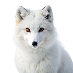 Naklejka premium White fox on a transparent background. Isolated on a transparent background.