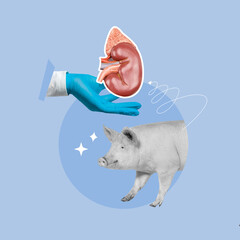 kidney transplant pig, kidney, pig, transplant, experimentation, pig to human, science, doctors,...