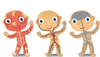 cartoon scene with young boy as anatomy model of body parts on white background illustration for children