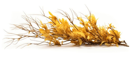 An arrangement of dried sunflowers and daisies on a plain white surface for a clean and minimalist look