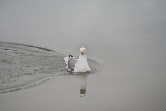 An isolated seagull swimming in the waters of Cowichan Bay on Vancouver Island in British Columbia, Canada