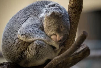 Schilderijen op glas Sleepy koala at the zoo © SK