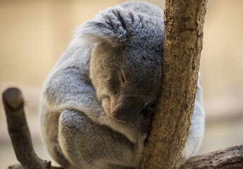 Sleepy koala at the zoo