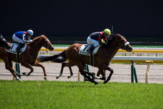 A racehorse running on a grass racetrack